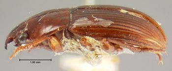 Media type: image;   Entomology 34446 Aspect: habitus lateral view